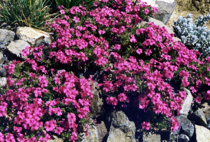 Phlox 'Tetra red' photo